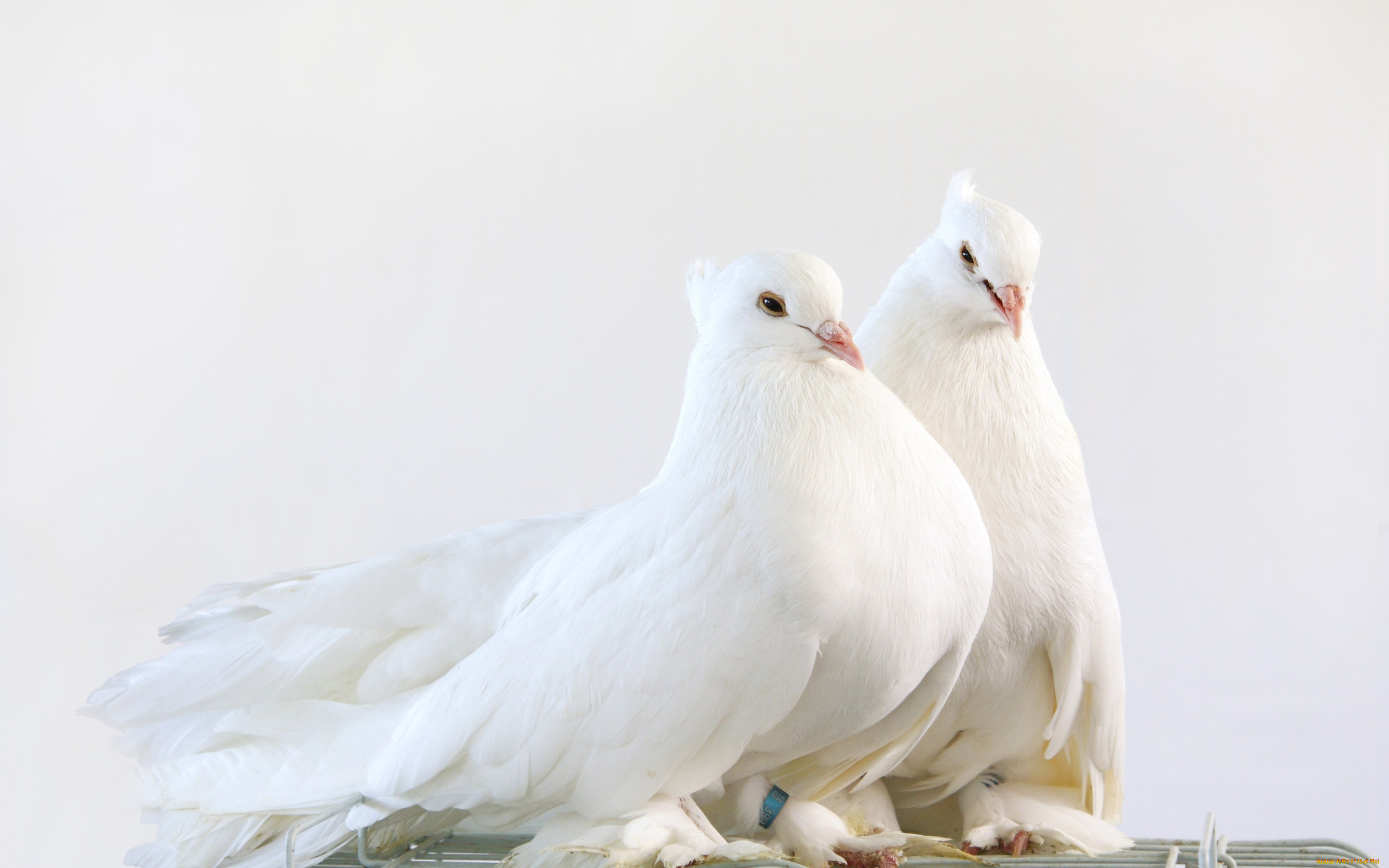, , pigeon, pair, , , , , cute, white